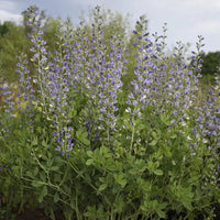 Baptisia Decadence® 'Blue Bubbly' False Indigo