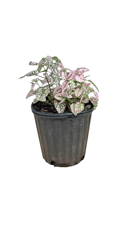 Polka Dot Plant Indoor