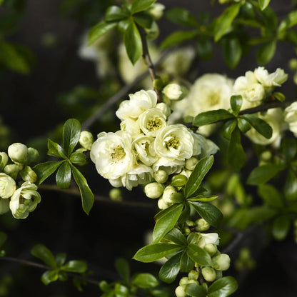 O Yashima Quince