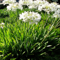 Agapanthus Getty White