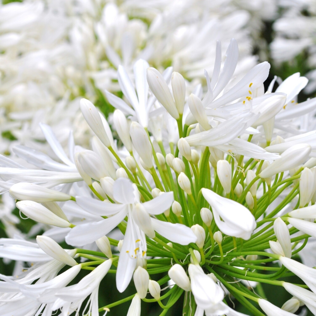 Agapanthus Getty White