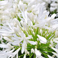 Agapanthus Getty White