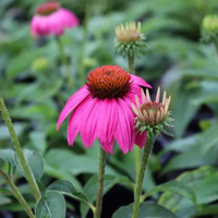 Echinacea purpurea 'Pow Wow Wild Berry' Coneflower - [EG]
