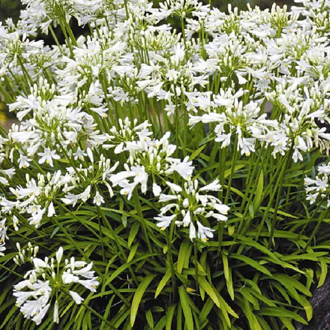 Agapanthus Getty White