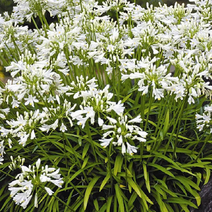 Agapanthus Getty White
