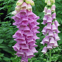 Digitalis Purpurea 'Foxy' Foxglove