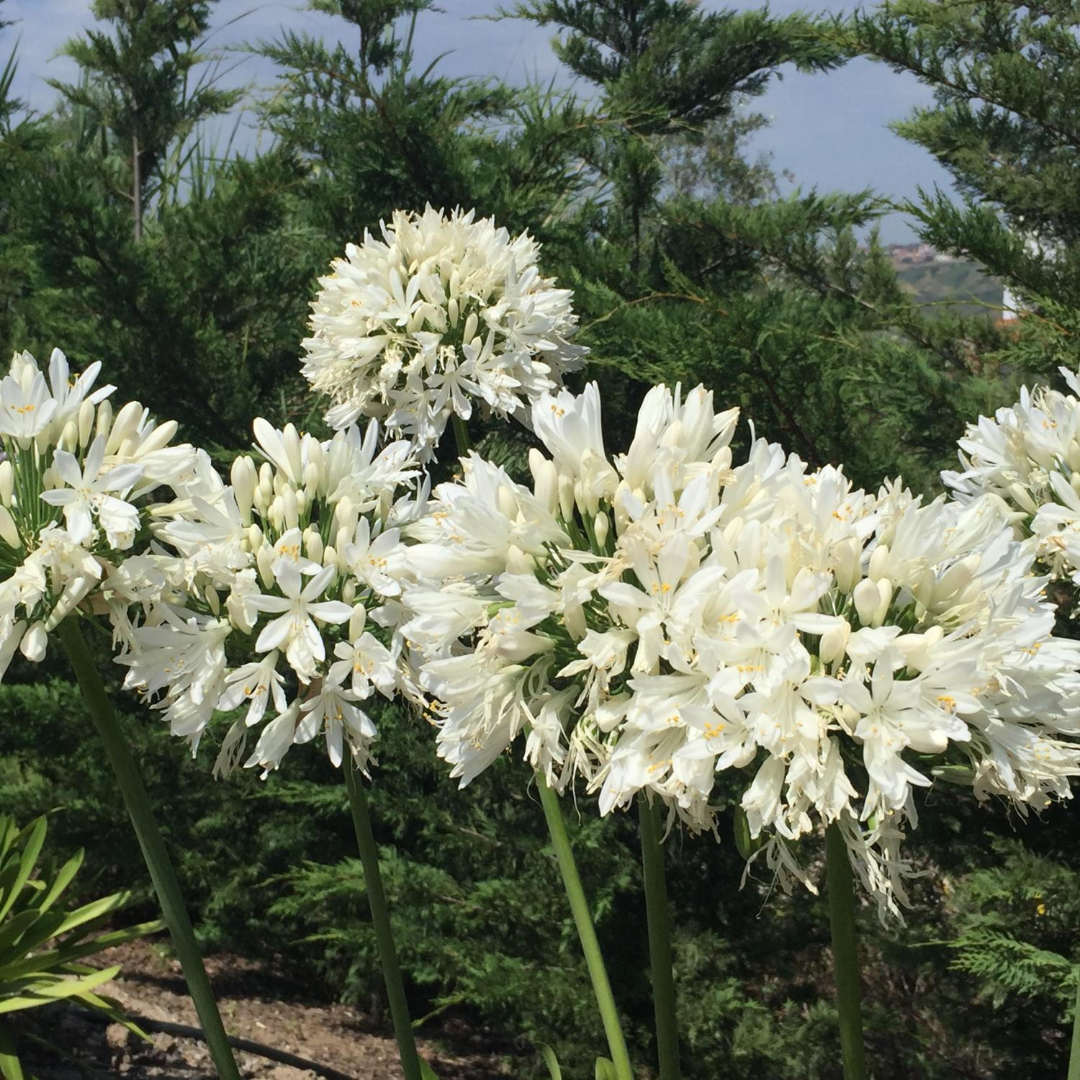 Agapanthus Getty White