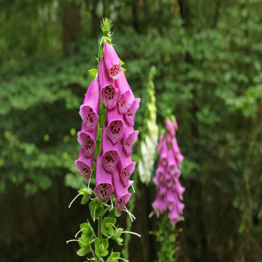 Digitalis Purpurea &