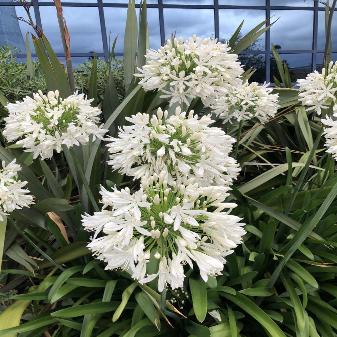 Agapanthus Getty White