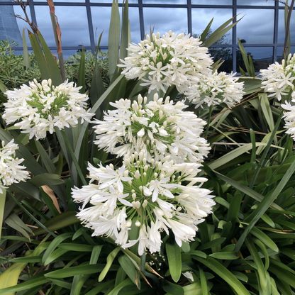 Agapanthus Getty White