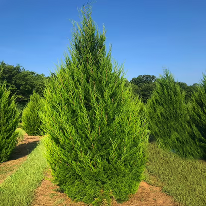 Brodie Cedar