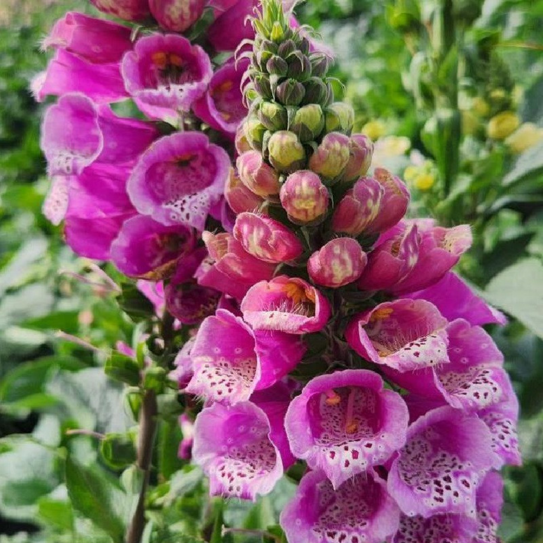 Digitalis Purpurea &