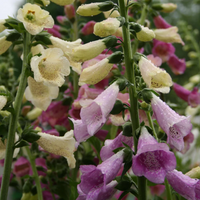 Digitalis Purpurea 'Foxy' Foxglove