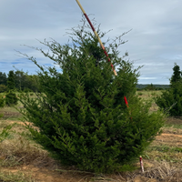 Brodie Cedar
