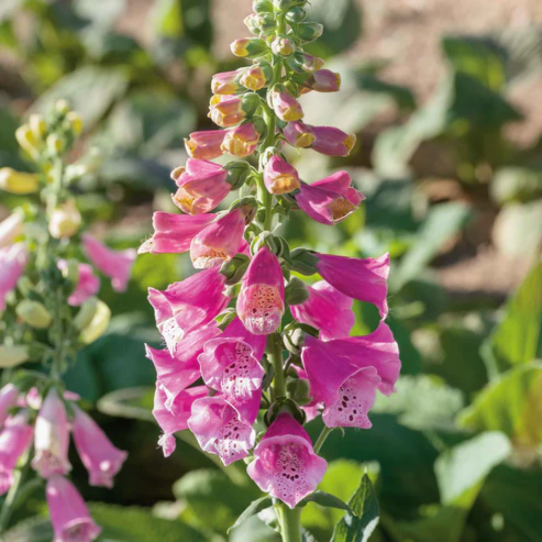 Digitalis Purpurea &