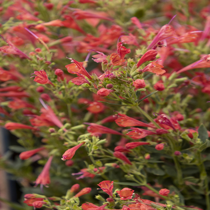 Agastache Kudos Series Red
