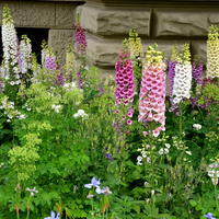 Digitalis Purpurea 'Foxy' Foxglove