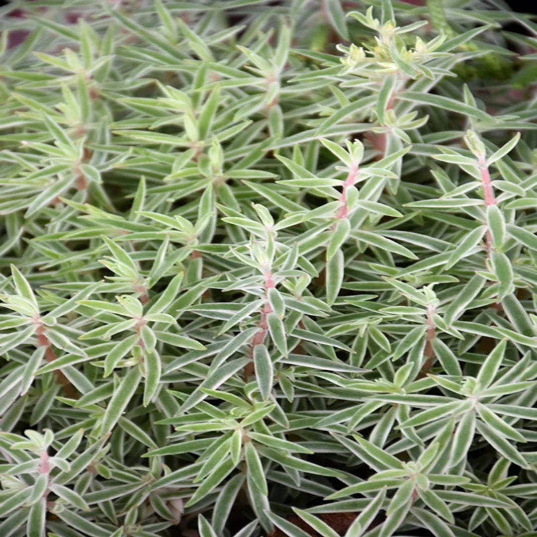Sedum lineare &