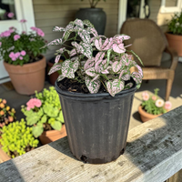 Polka Dot Plant Indoor