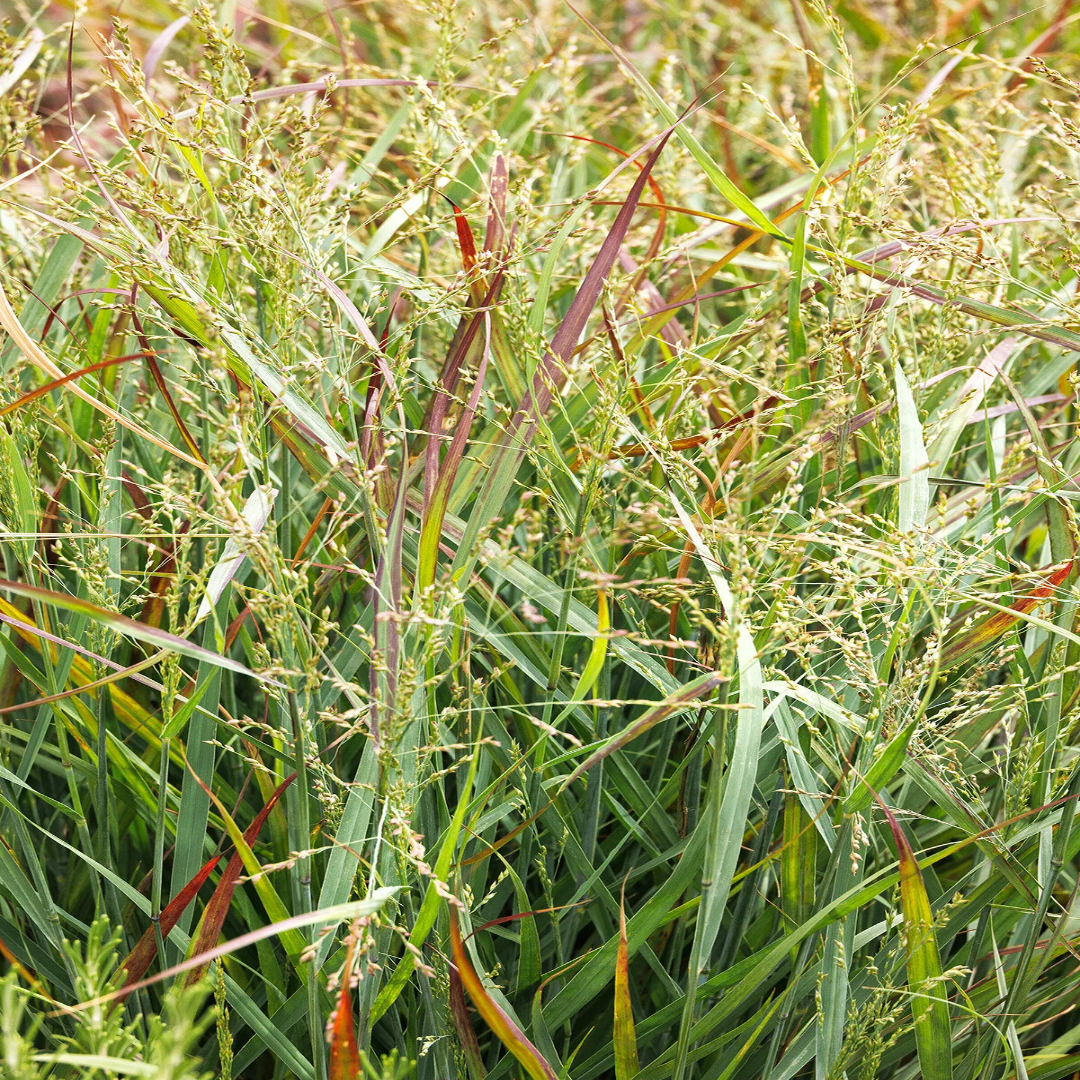 Heavy Metal Blue Switch Grass