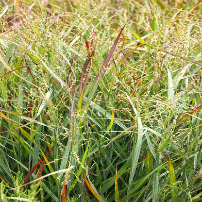 Heavy Metal Blue Switch Grass