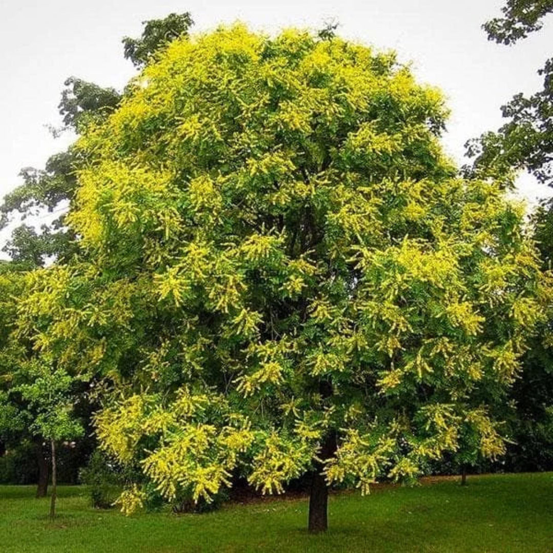Golden Rain Tree