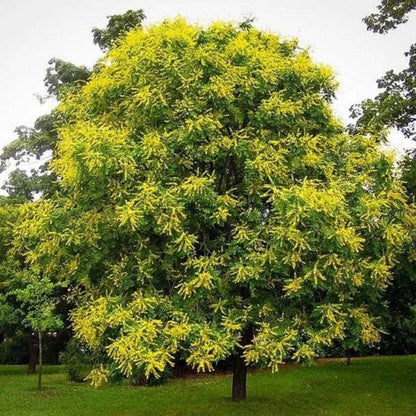 Golden Rain Tree