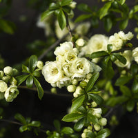 O Yashima Quince