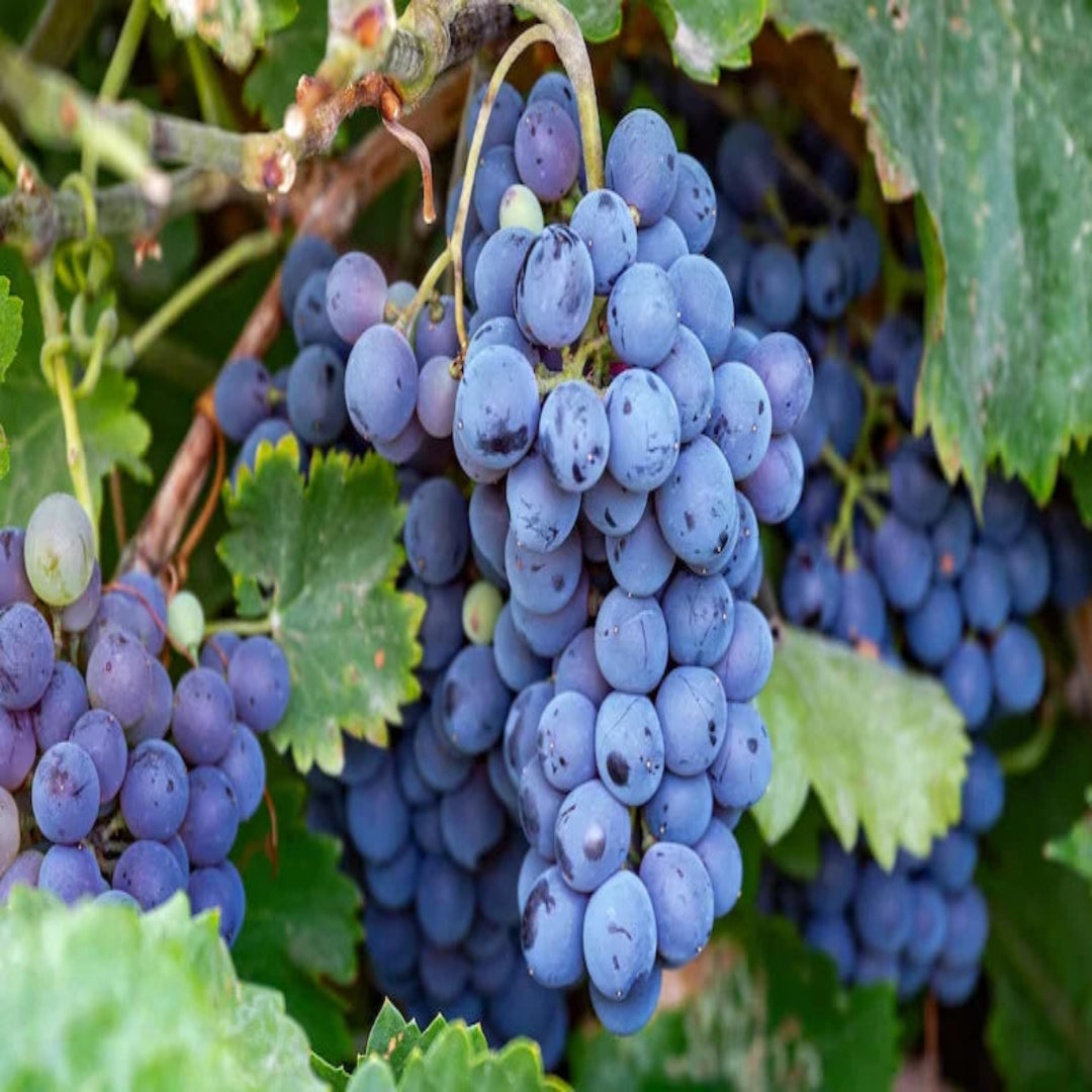 Concord grapevine with vibrant foliage displaying the plant’s growth and quality