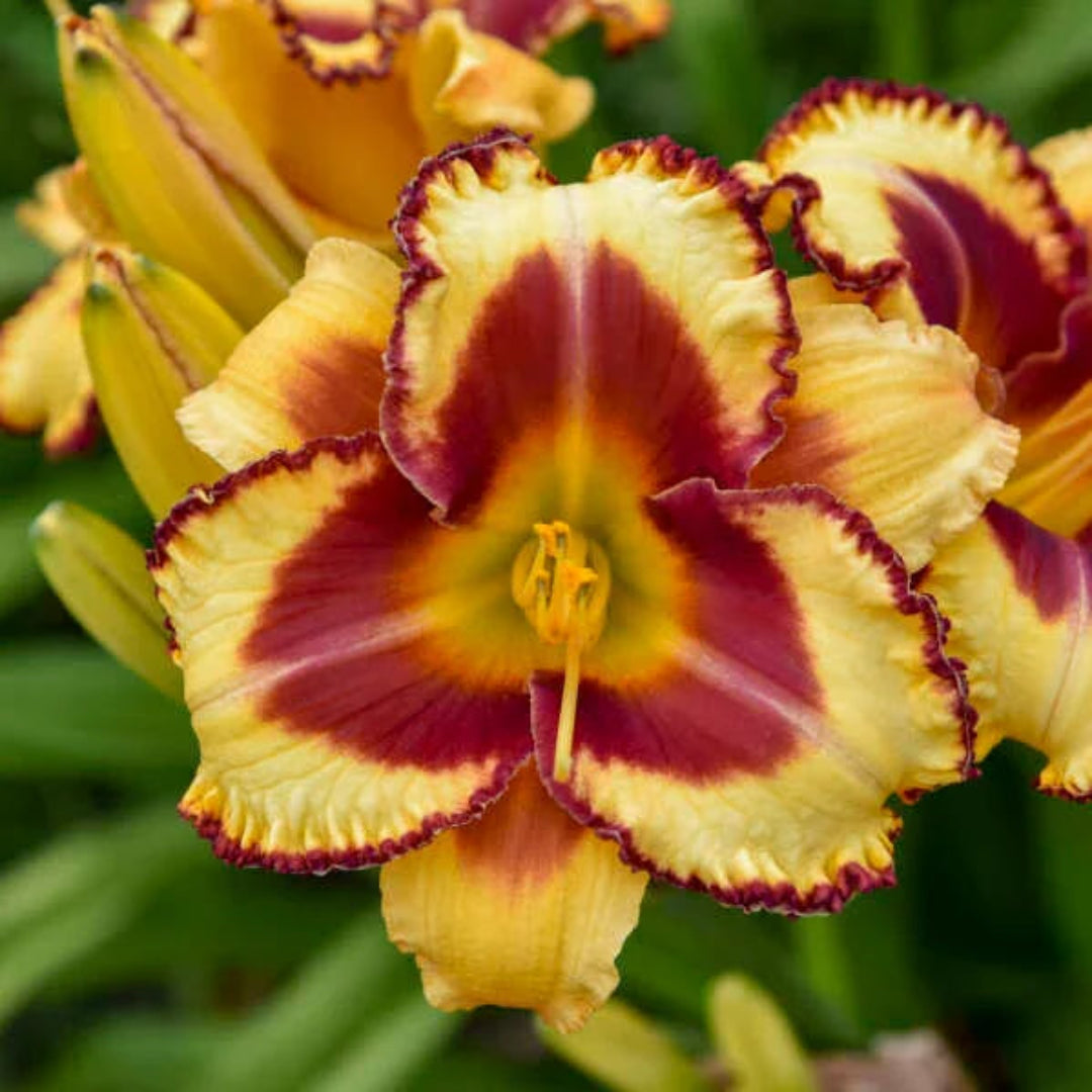 Hemerocallis Rainbow Rhythm &