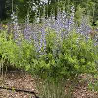 Baptisia Decadence® 'Blue Bubbly' False Indigo