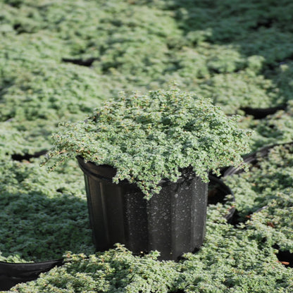 Thymus pseudolanuginosus &