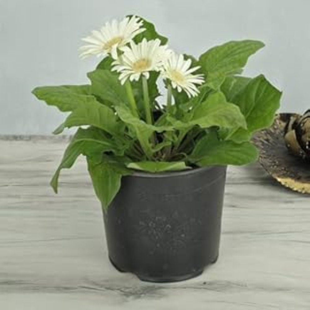 Gerbera &