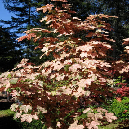 Eskimo Sunset Sycamore Maple