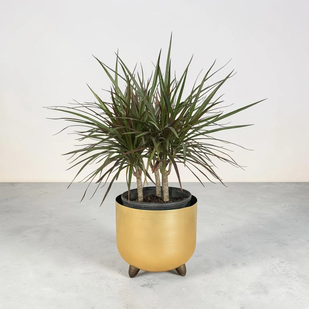 Madagascar Dragon (Dracaena marginata)