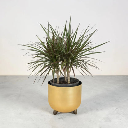 Madagascar Dragon (Dracaena marginata)