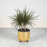 Madagascar Dragon (Dracaena marginata)