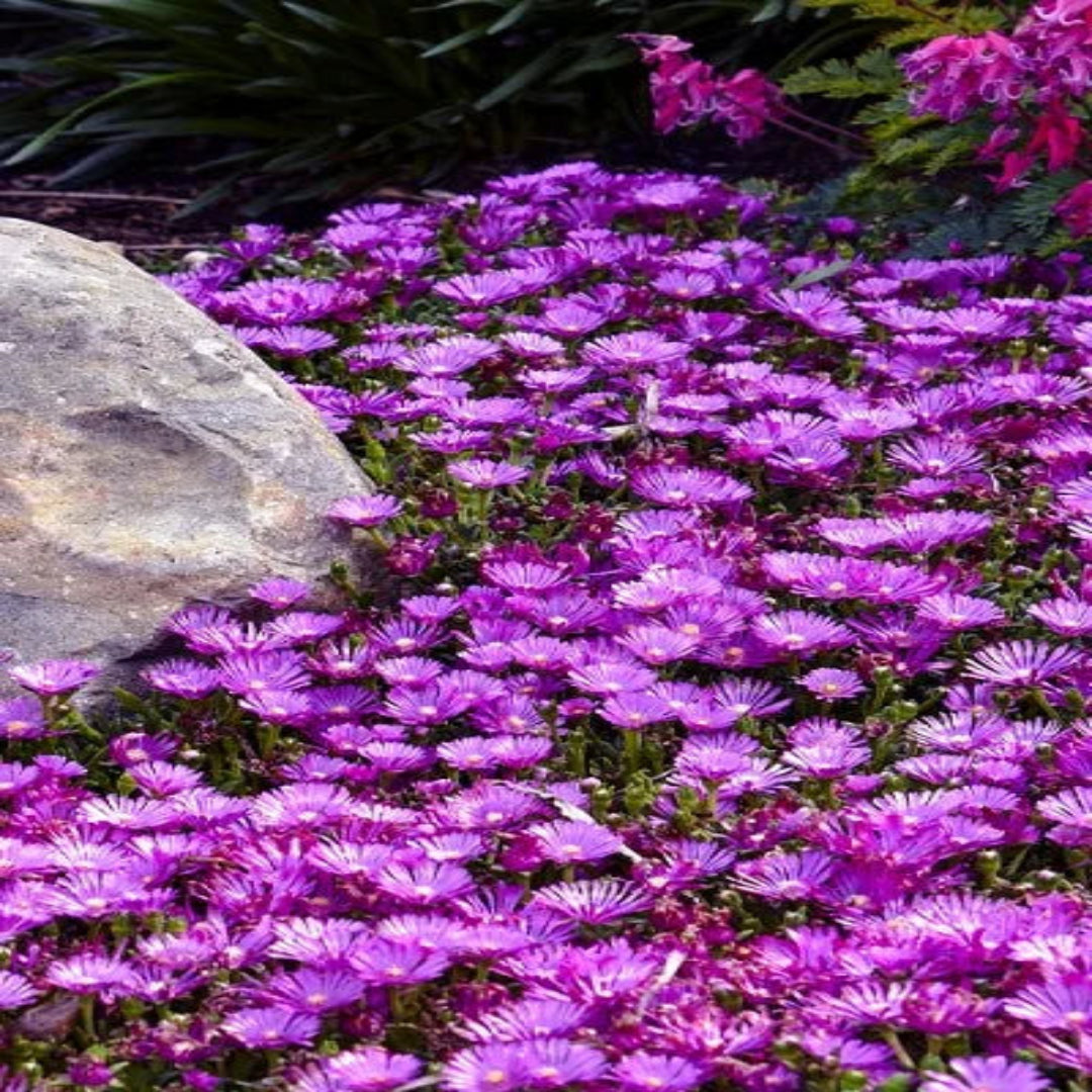Delosperma &