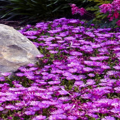 Delosperma &