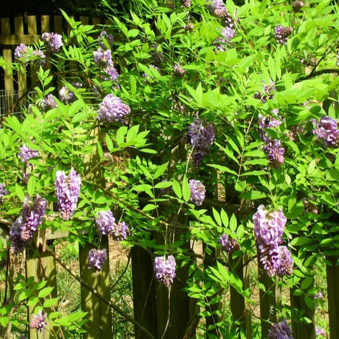 Wisteria Amethyst Falls vine growing on arbor with heavy spring flowering display