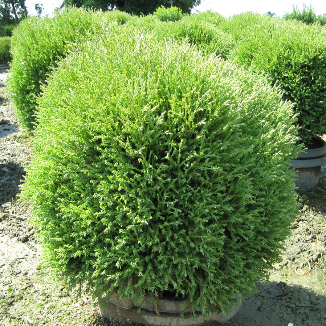 Mr. Bowling Ball Arborvitae