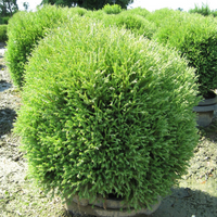 Mr. Bowling Ball Arborvitae