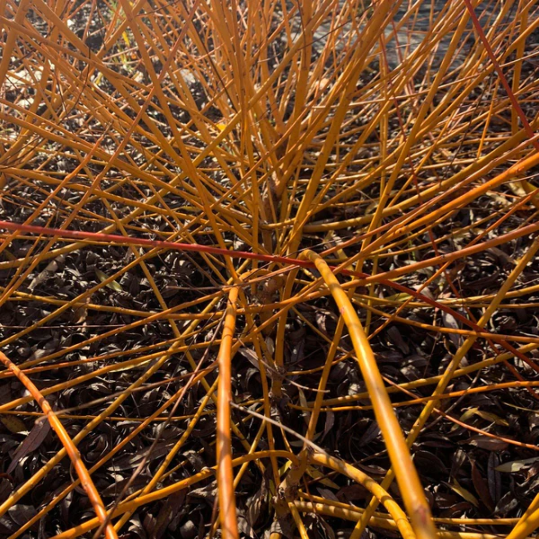Flame Yellow Willow