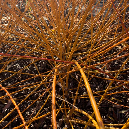 Flame Yellow Willow