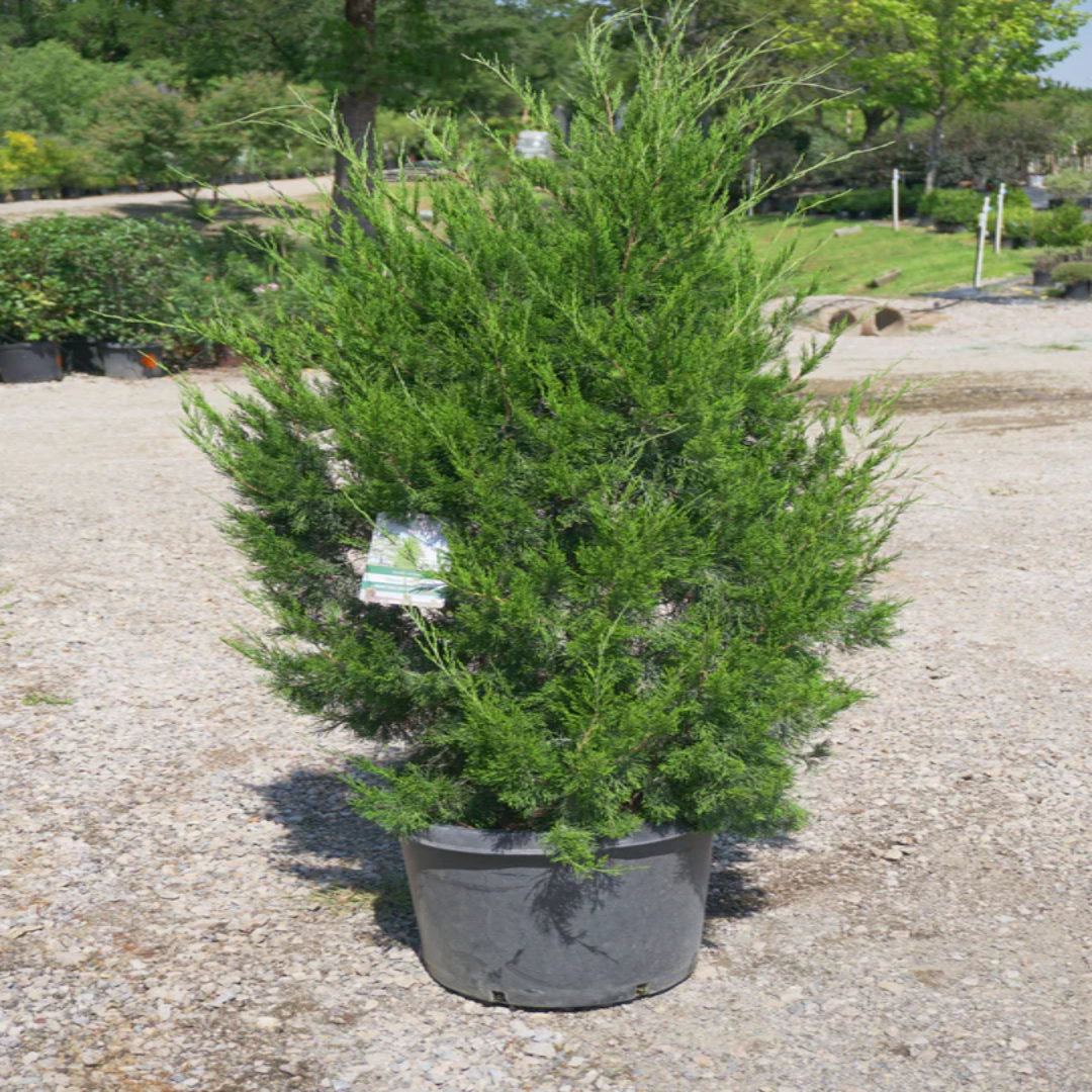 Brodie Cedar