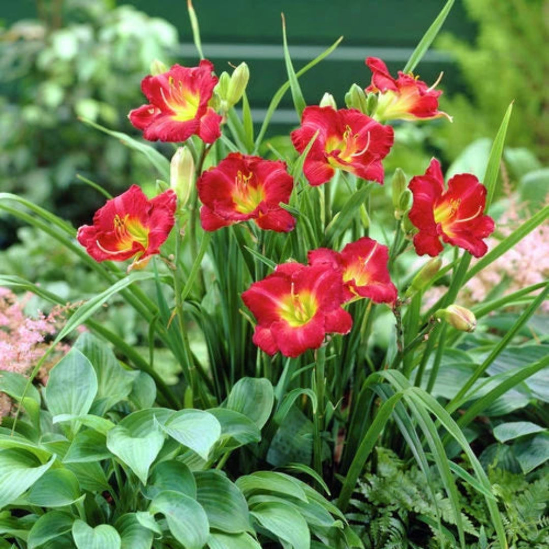 Reblooming Ruby Stella Daylily plant
