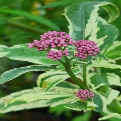 Eupatorium fortunei &