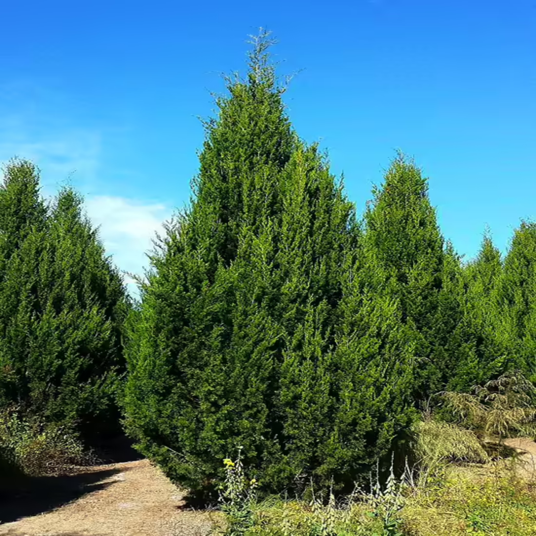 Brodie Cedar
