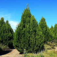 Brodie Cedar