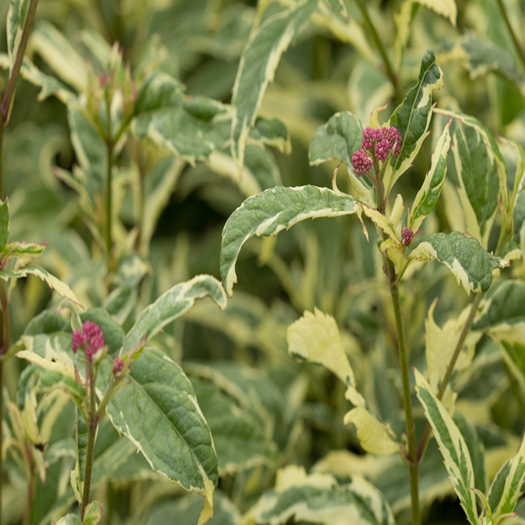 Eupatorium fortunei &